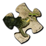 Turtle Jigsaw Puzzles icône