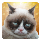 Grumpy Cat: Unimpressed icône