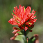 Wildflowers of Great Plains ikona