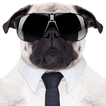 Post Dog