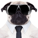 Post Dog APK