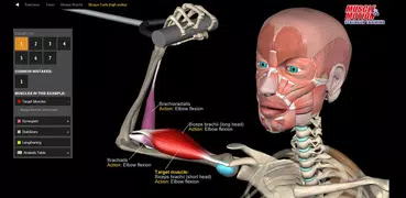 Muscle and Motion - Strength