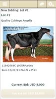 Cowbuyer Livestock Auctions Affiche