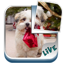 Live Animals Puzzle APK