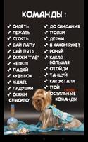 Дрессировка собак и собачек)) پوسٹر