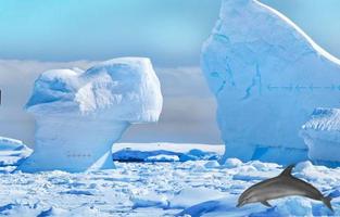 Escape Games Antarctic Dolphin imagem de tela 2