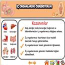 APK İç Organlarımızı Tanıyalım