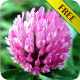 Biology - Plant Morphology أيقونة