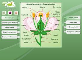 Biology - Plant Morphology تصوير الشاشة 1