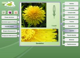Biology - Plant Morphology تصوير الشاشة 2