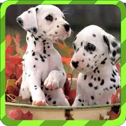 Puppy Games - Spot Differences