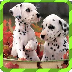 Puppy Games - Spot Differences APK 下載