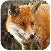 Learning  Animals APK