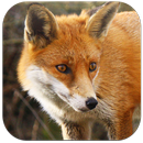 Learning  Animals APK