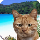 Find the cat on vacation icon