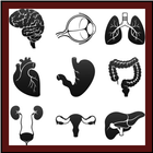 Human Anatomy: Body Parts Guide icône
