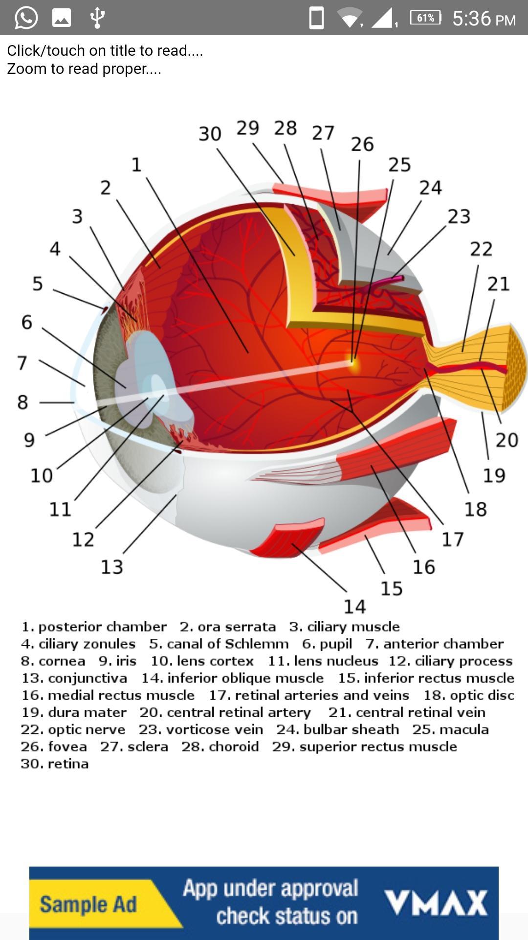 Human Anatomy: Body Parts Guide for Android - APK Download