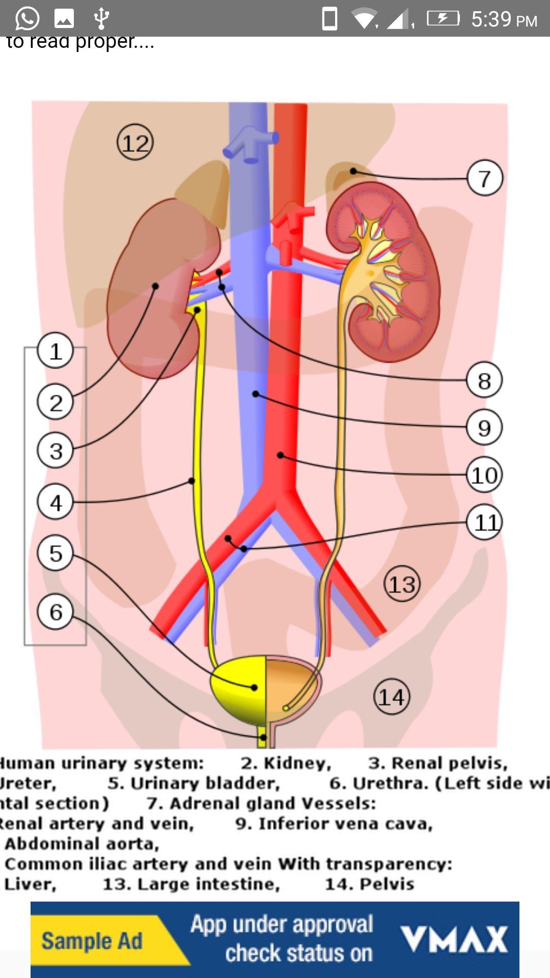 Human Anatomy: Body Parts Guide for Android - APK Download