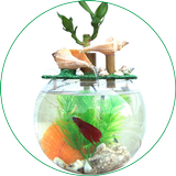 Aquarium Royale icon