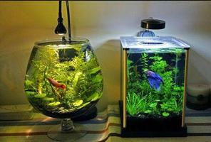 Aquarium Royale syot layar 3