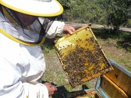 L'apiculture Affiche