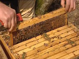 L'apiculture capture d'écran 1