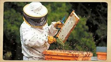 Apprenez l'apiculture facile.  capture d'écran 2