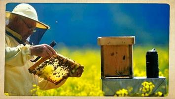 Apprenez l'apiculture facile.  capture d'écran 3