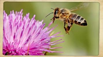 Apprenez l'apiculture facile.  capture d'écran 1