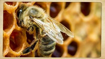 Apprenez l'apiculture facile.  Affiche