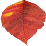 Aplikasi Fotosintesis SMP II