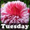 Tuesday