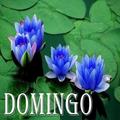Domingo