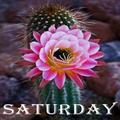 Saturday
