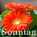 Sonntag-icoon