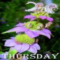 Thursday