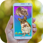 Mouse run in phone Prank icon