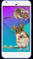 Mouse run in phone Prank Affiche