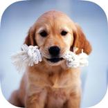 Cynology education and training dogs