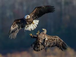 Best Documentaries of National Geographic capture d'écran 1