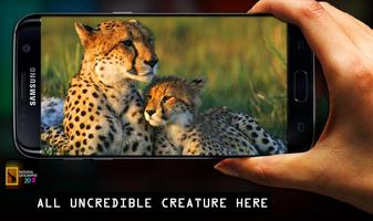 National Geographic HD Channel -Viral Documentries پوسٹر
