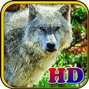 Cool Wolf HD Wallpapers APK