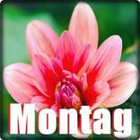 Montag