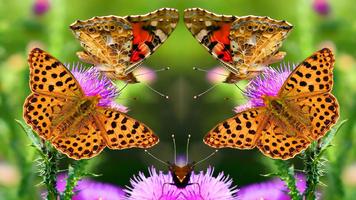 Wallpaper butterfly Affiche