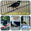 Kicau Mania PLAT AE