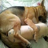 DcFever (Large Screen)