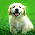 How to accustom a dog