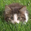 Wallpapers with kittens APK