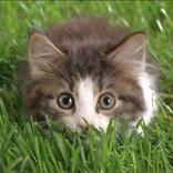 Wallpapers with kittens
