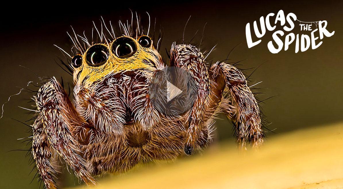 Top 10 Lucas the Spider Moments | WatchMojo.com